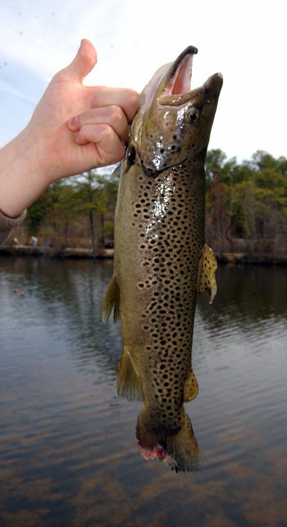 Trout season 2004